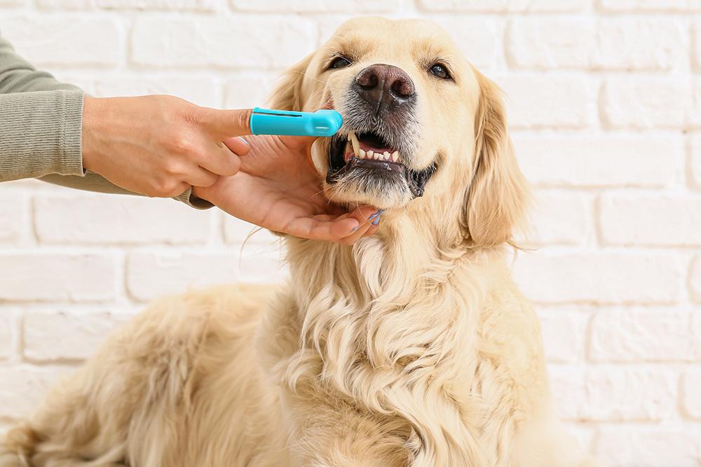 How Pet Dental Care Can Improve Your Pet’s Quality of Life